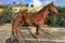 Annuncio cavallo