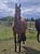 Horse ad