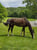 Horse ad