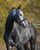 Horse ad