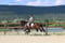 Horse ad