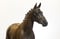 Annuncio cavallo