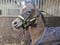 Horse ad