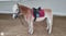 Annuncio cavallo