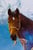 Horse ad