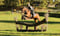 Horse ad