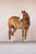 Horse ad