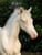 Annuncio cavallo