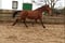Horse ad