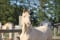 Annuncio cavallo