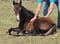 Annuncio cavallo