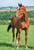 Horse ad
