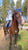 Anuncio de caballos