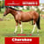 Paardadvertentie