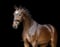 Horse ad