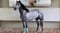 Horse ad
