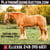 Horse ad