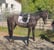 Annuncio cavallo
