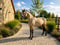 Horse ad