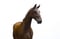 Annuncio cavallo
