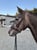 Horse ad