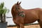 Annuncio cavallo