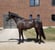 Annuncio cavallo