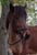 Horse ad