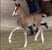 Annuncio cavallo