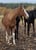 Annonce cheval