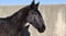 Horse ad
