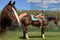 Annuncio cavallo
