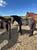 Horse ad