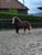 Horse ad