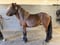 Horse ad