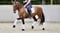 Annuncio cavallo