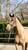 Horse ad