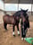 Horse ad