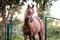 Horse ad