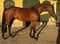 Horse ad