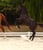 Horse ad