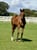Annuncio cavallo