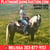 Horse ad