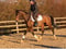 Annuncio cavallo