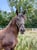 Horse ad