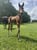 Annuncio cavallo