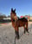 Horse ad