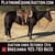 Horse ad