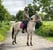 Horse ad