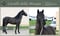 Horse ad
